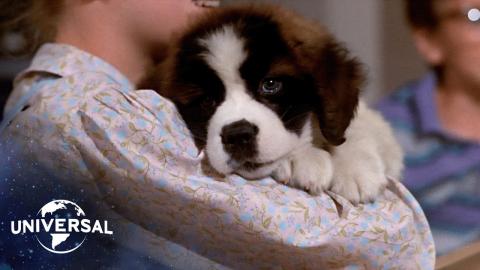 Beethoven | The St. Bernard’s Journey Home