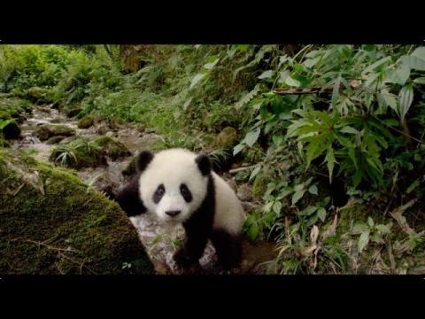 Pandas (2018) | OFFICIAL TRAILER 2