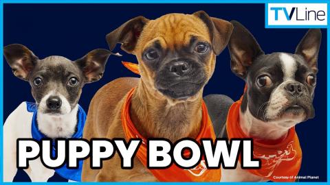 Puppy Bowl 2025 | Meet the Starting Lineup! | Animal Planet Super Bowl Sunday