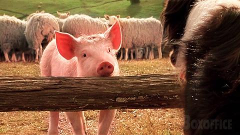 Babe the Pig Learns to be a Sheepdog