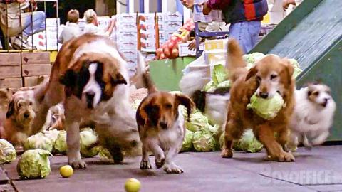 The Puppy Squad chases the Dognappers! | Beethoven | CLIP