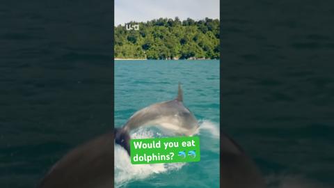 No eating dolphins on #RaceToSurvive! ???????? #survival #food