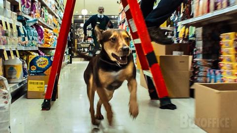 Pitbull brings chaos in a super market ???? | A Dog's Way Home | CLIP