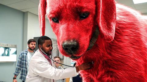 10ft Tall Dog at Regular Vet Exam